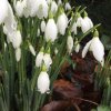 Snowdrops from our beautiful garden